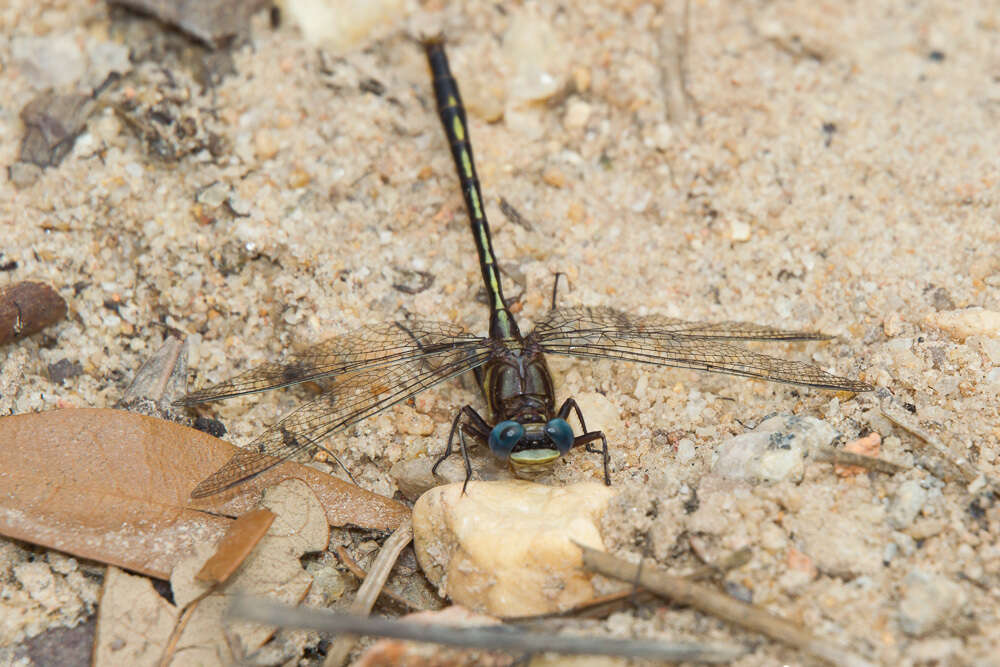 Image of Phanogomphus diminutus (Needham 1950)