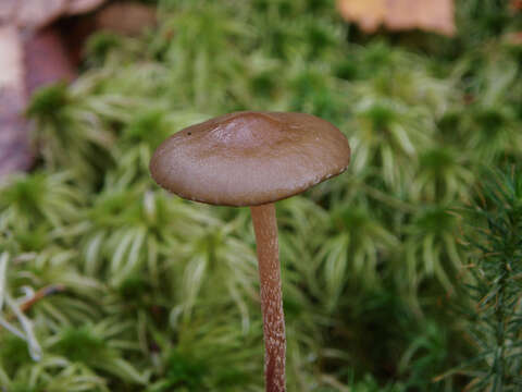 Image of Hypholoma myosotis (Fr.) M. Lange 1955