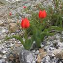 Image of Tulipa aleppensis Boiss. ex Regel