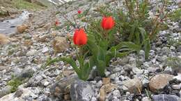 Image of Tulipa aleppensis Boiss. ex Regel