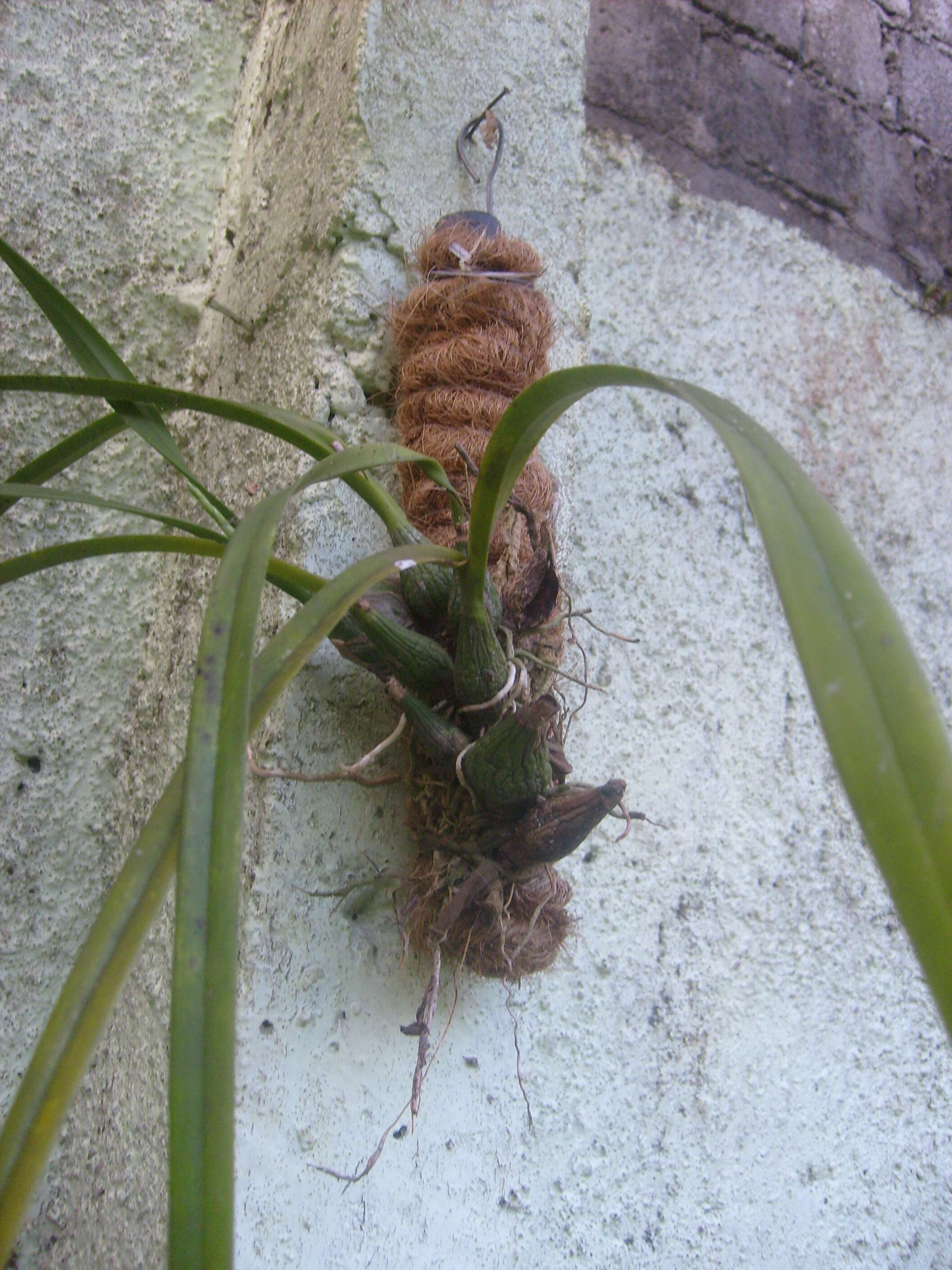 Image of Encyclia ceratistes (Lindl.) Schltr.