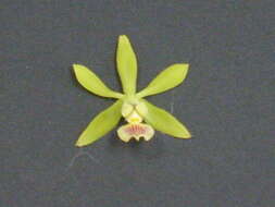 Image of Encyclia ceratistes (Lindl.) Schltr.