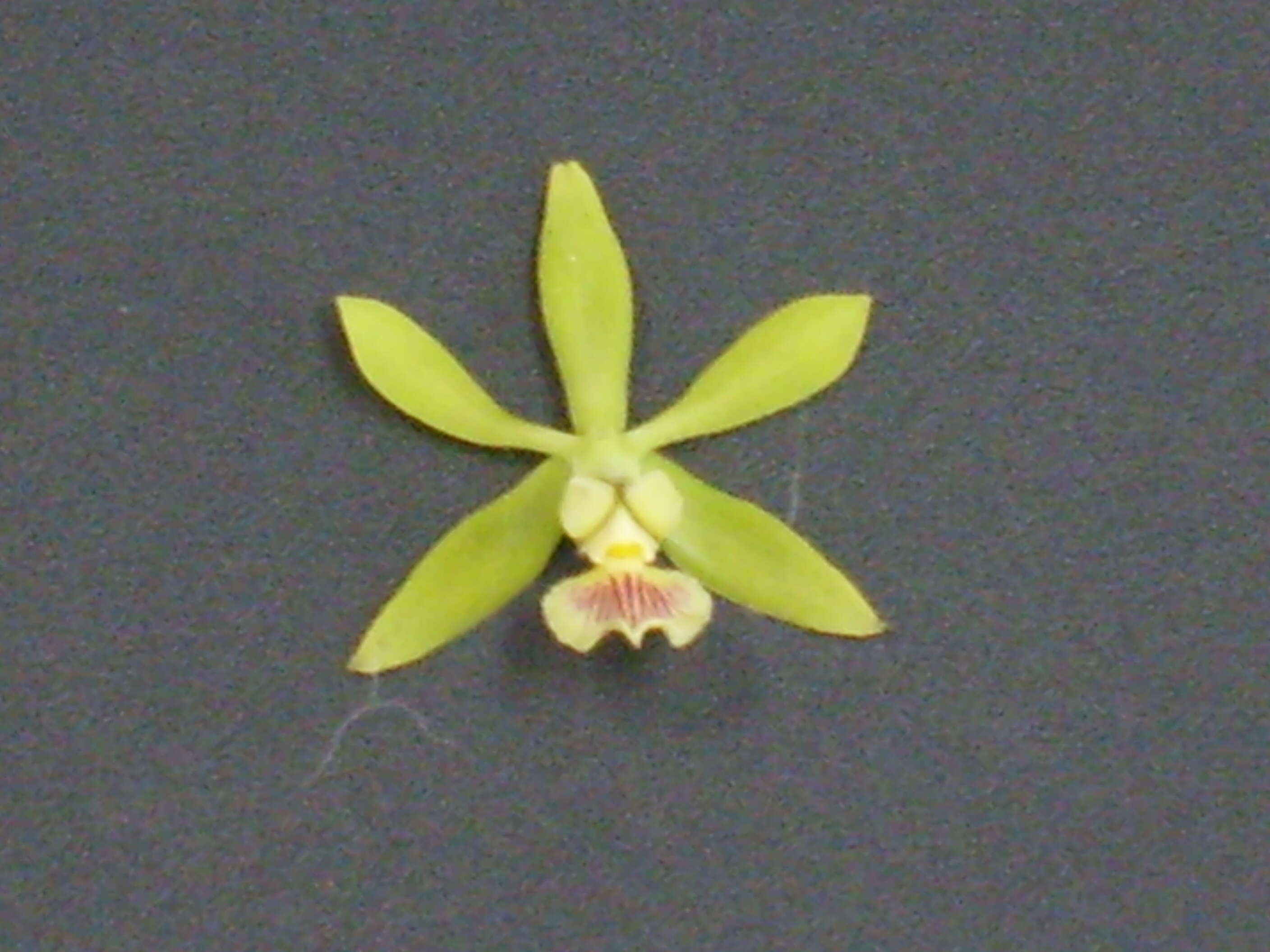 Image of Encyclia ceratistes (Lindl.) Schltr.