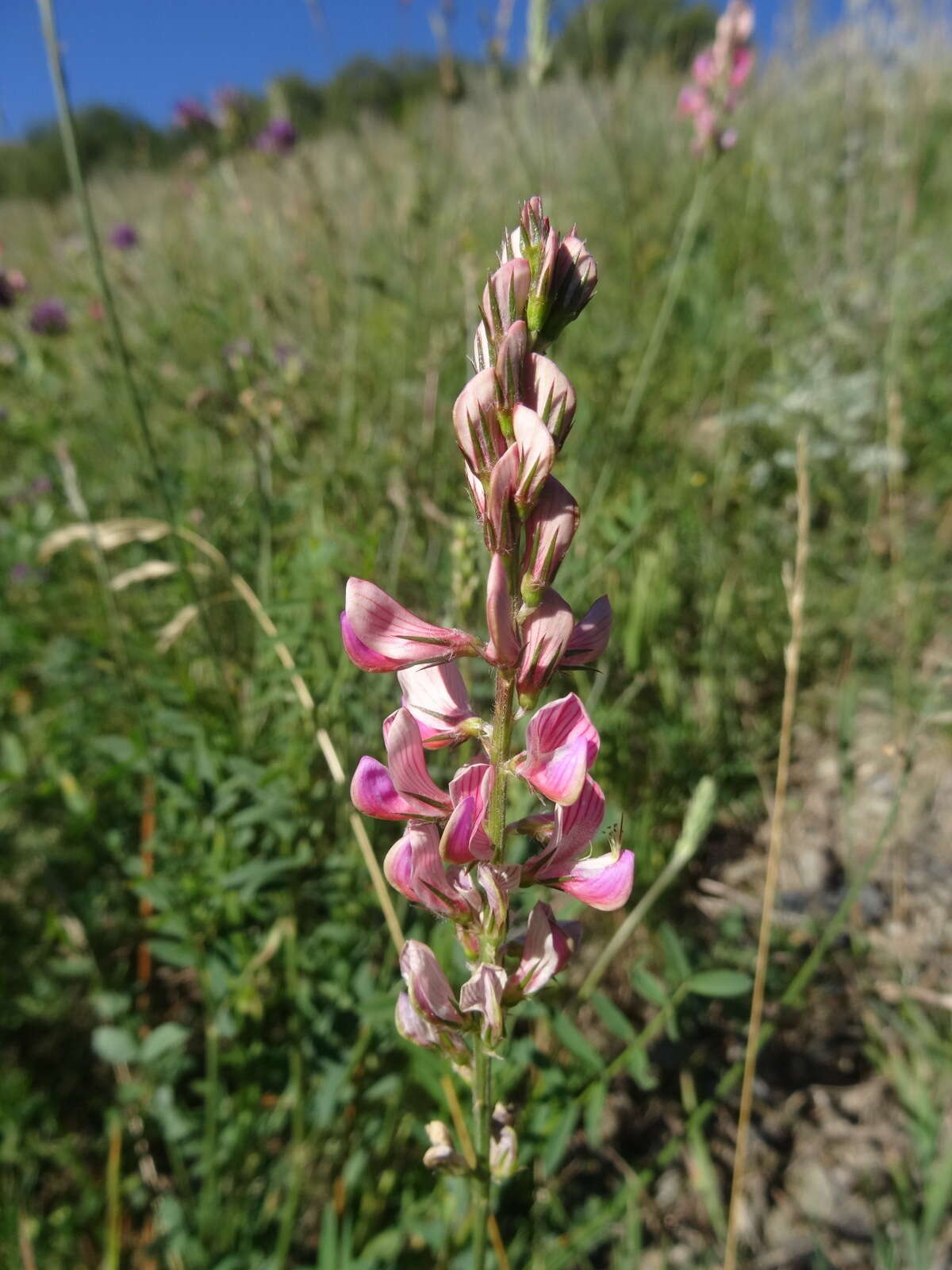 Image of Onobrychis saxatilis (L.) Lam.