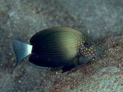 Imagem de Acanthurus maculiceps (Ahl 1923)