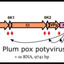 Image of Plum pox virus