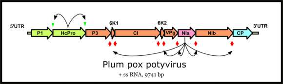 Image of Plum pox virus