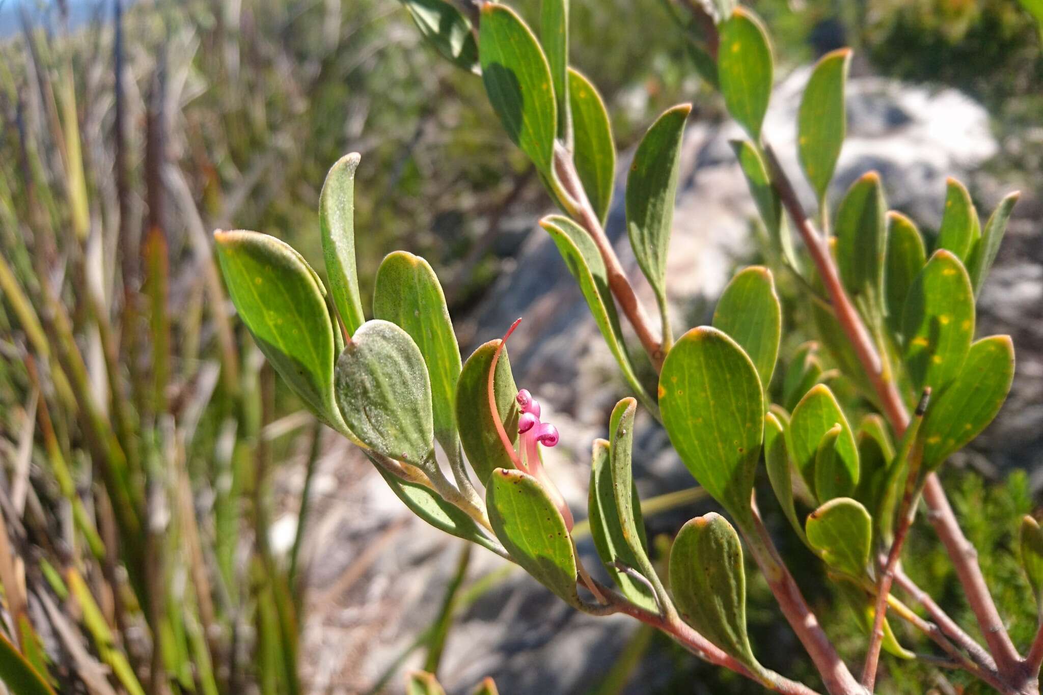 Image of Adenanthos ellipticus George