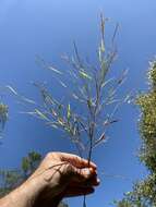 Plancia ëd Muhlenbergia sylvatica Torr.