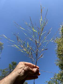 Imagem de Muhlenbergia sylvatica Torr.