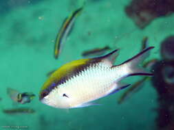 Sivun Chromis nitida (Whitley 1928) kuva