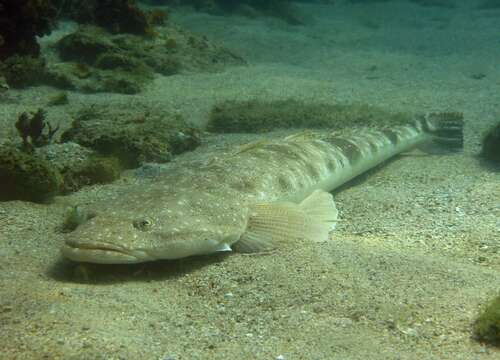 Image of Dusky Flathead