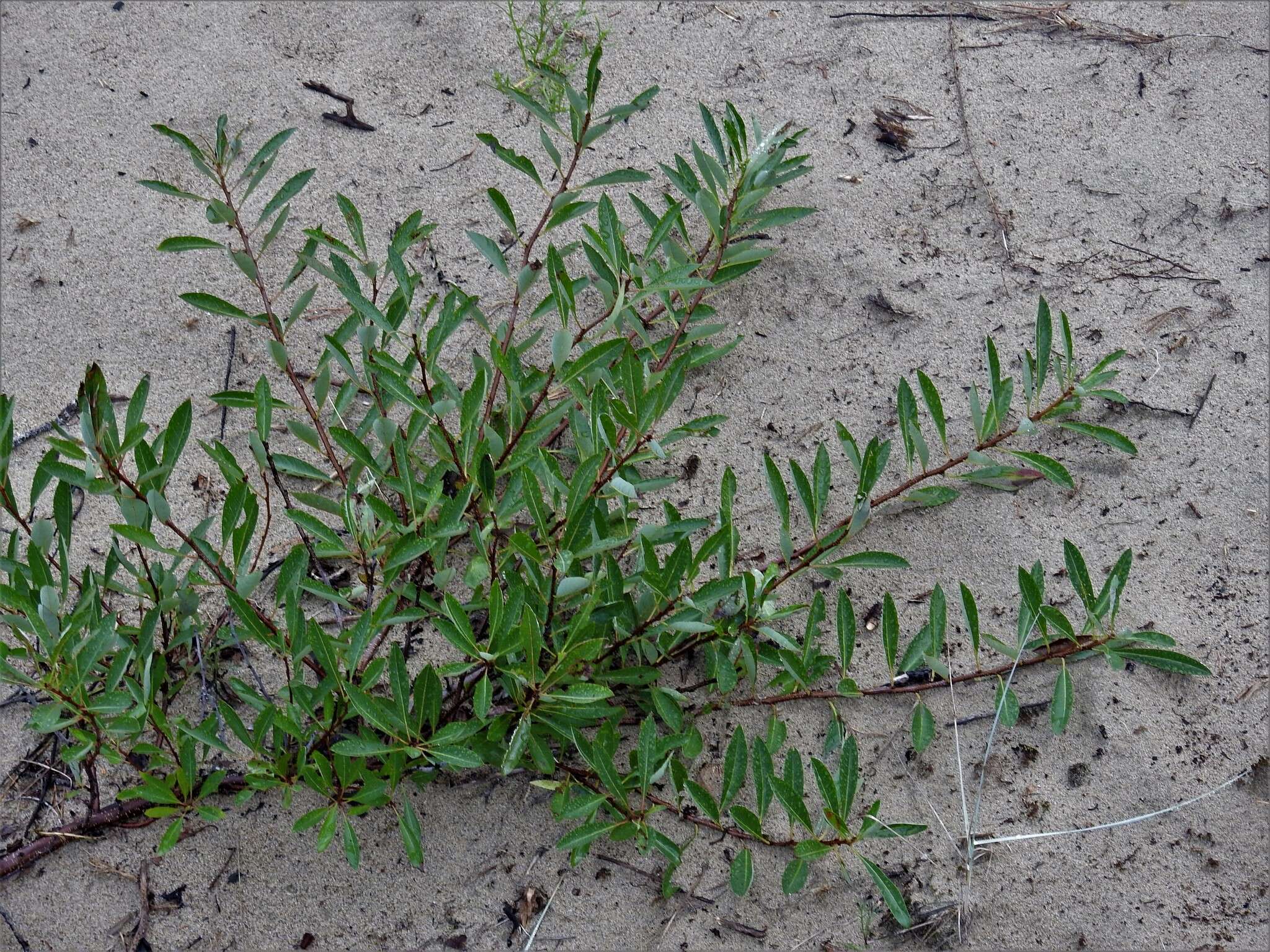 Image of Great Lakes sandcherry