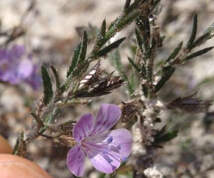 Plancia ëd Loeselia coerulea (Cav.) G. Don