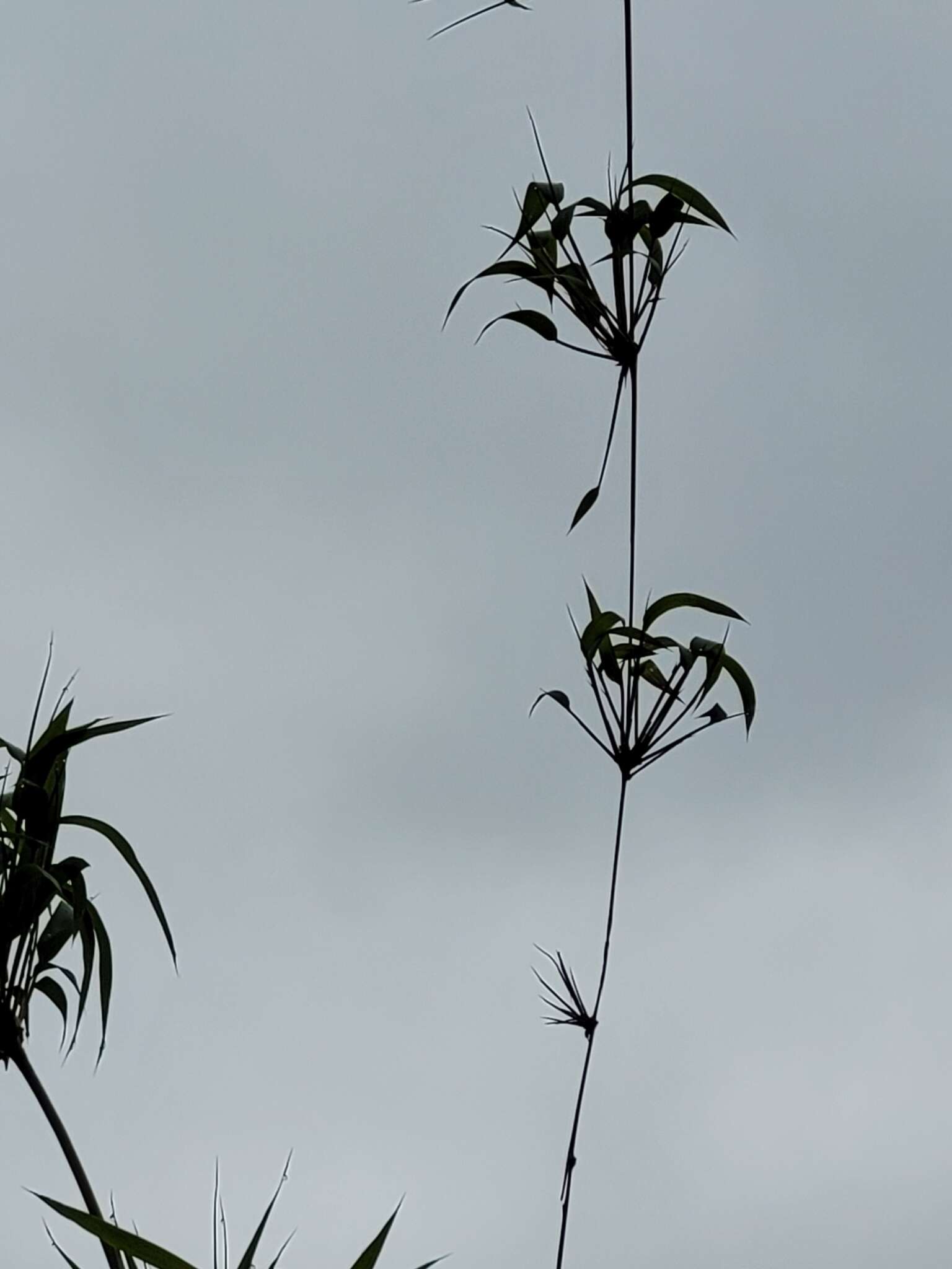 Image de Chusquea scandens Kunth