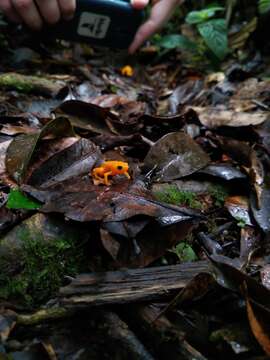 Image of Saddleback toad