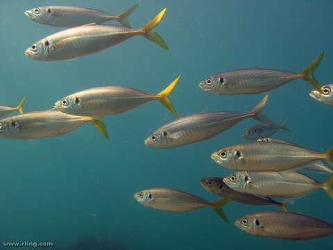 Image of Yellowtail horse mackerel