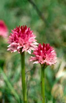 Image of Gymnadenia corneliana (Beauverd) Teppner & E. Klein