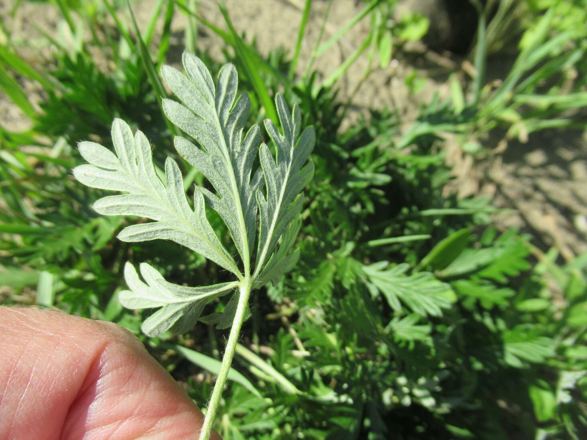 Image of Potentilla angarensis Popov