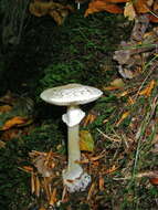 Image of False deathcap