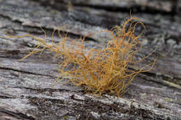 Image of beard lichen