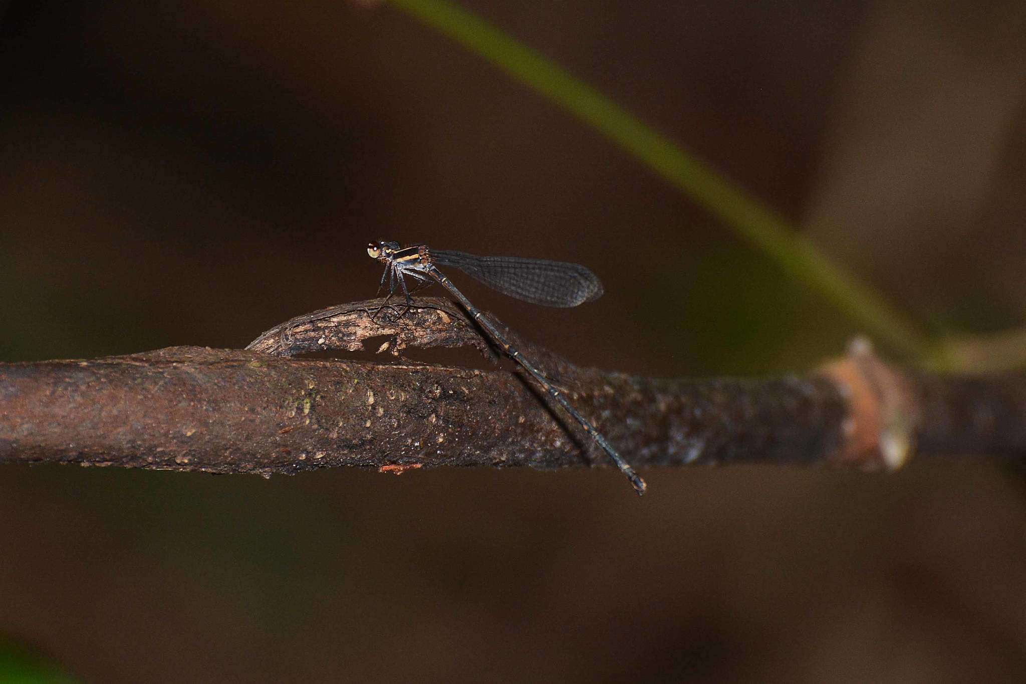 Image of Prodasineura autumnalis (Fraser 1922)