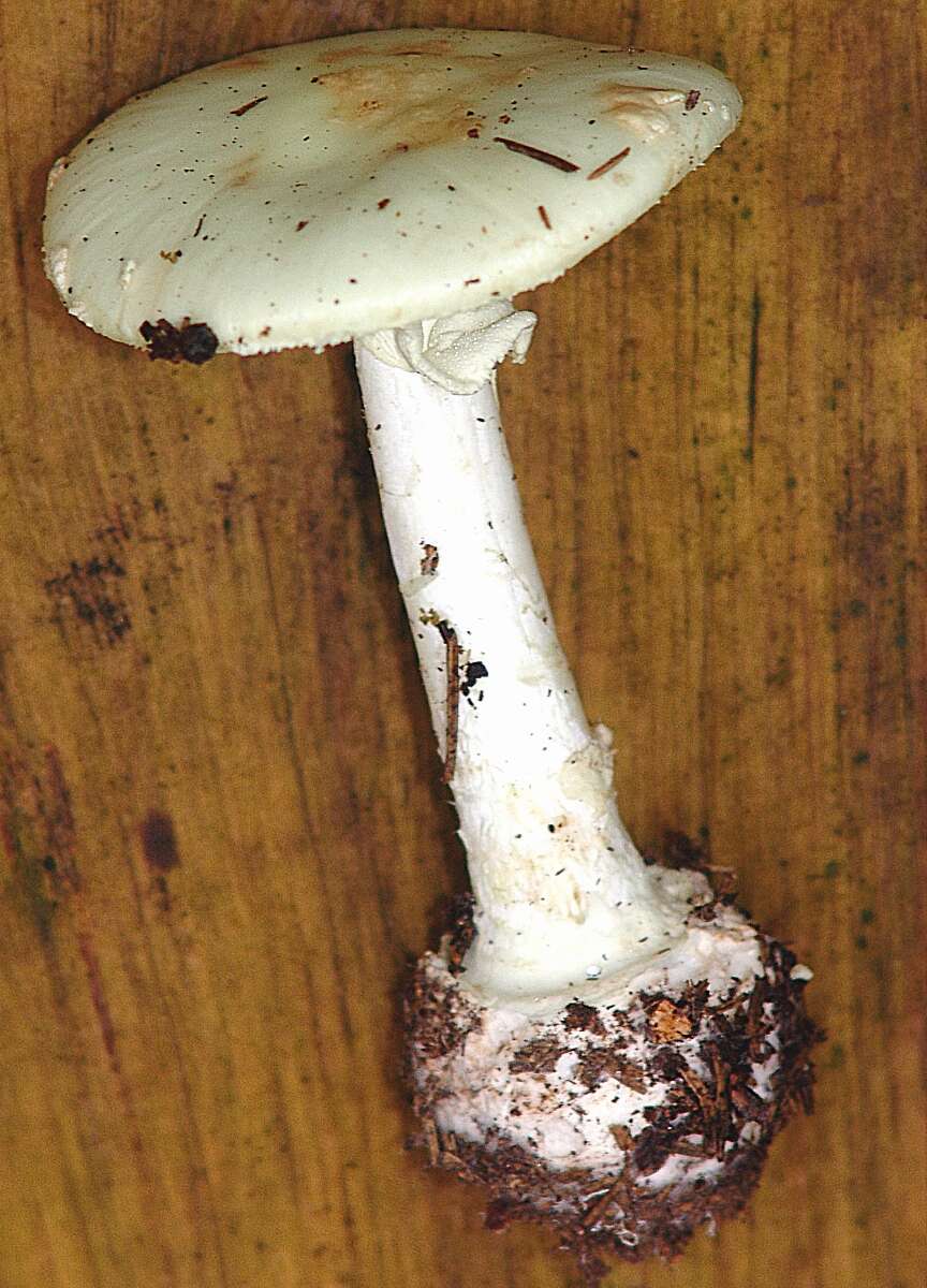 Image of False deathcap