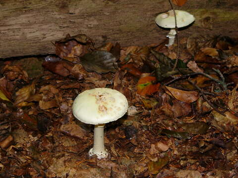 Image of Amanita citrina Pers. 1797