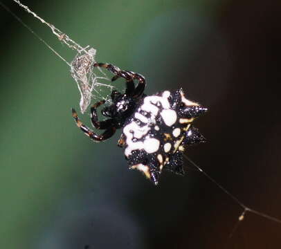 Image of Spiny orb-weavers