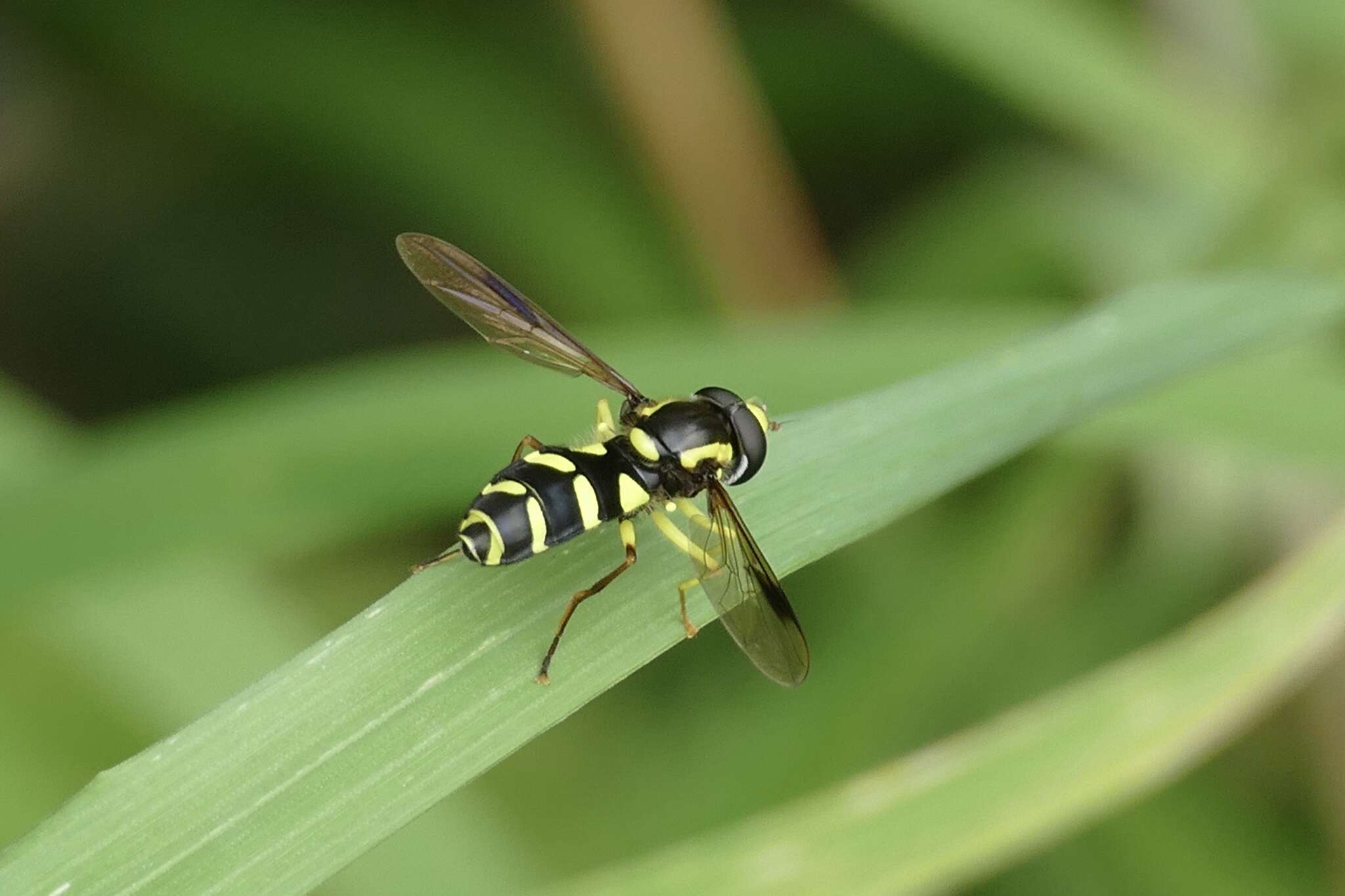 Image of Xanthogramma pedissequum (Harris 1776)