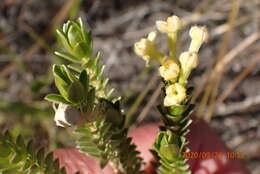 صورة Gnidia chrysophylla Meissn.