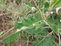 Image of Solanum lichtensteinii Willd.