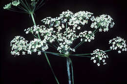 Image of stiff cowbane