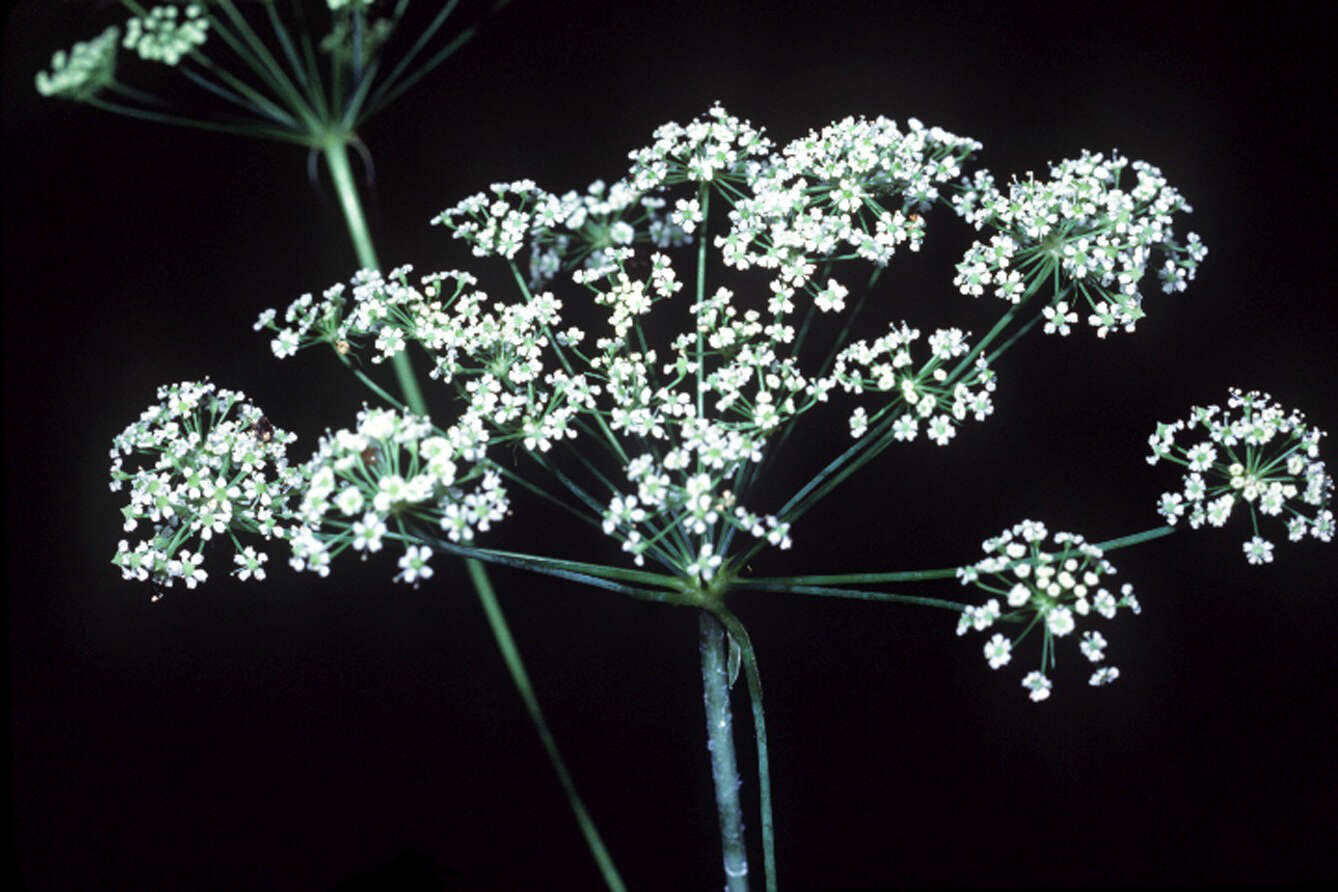 Image of stiff cowbane