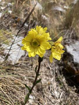 Image of Senecio adglacialis Cuatrec.