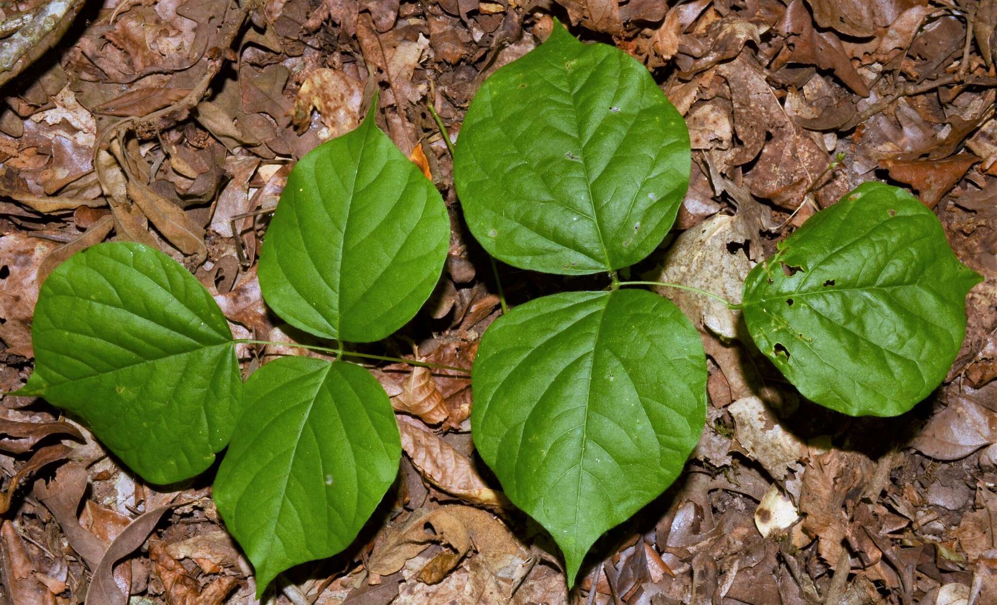 Plancia ëd Lackeya multiflora (Torr. & A. Gray) Fortunato et al.