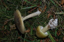 Image of Death cap