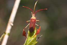 Image of Chondrocera laticornis Laporte 1832