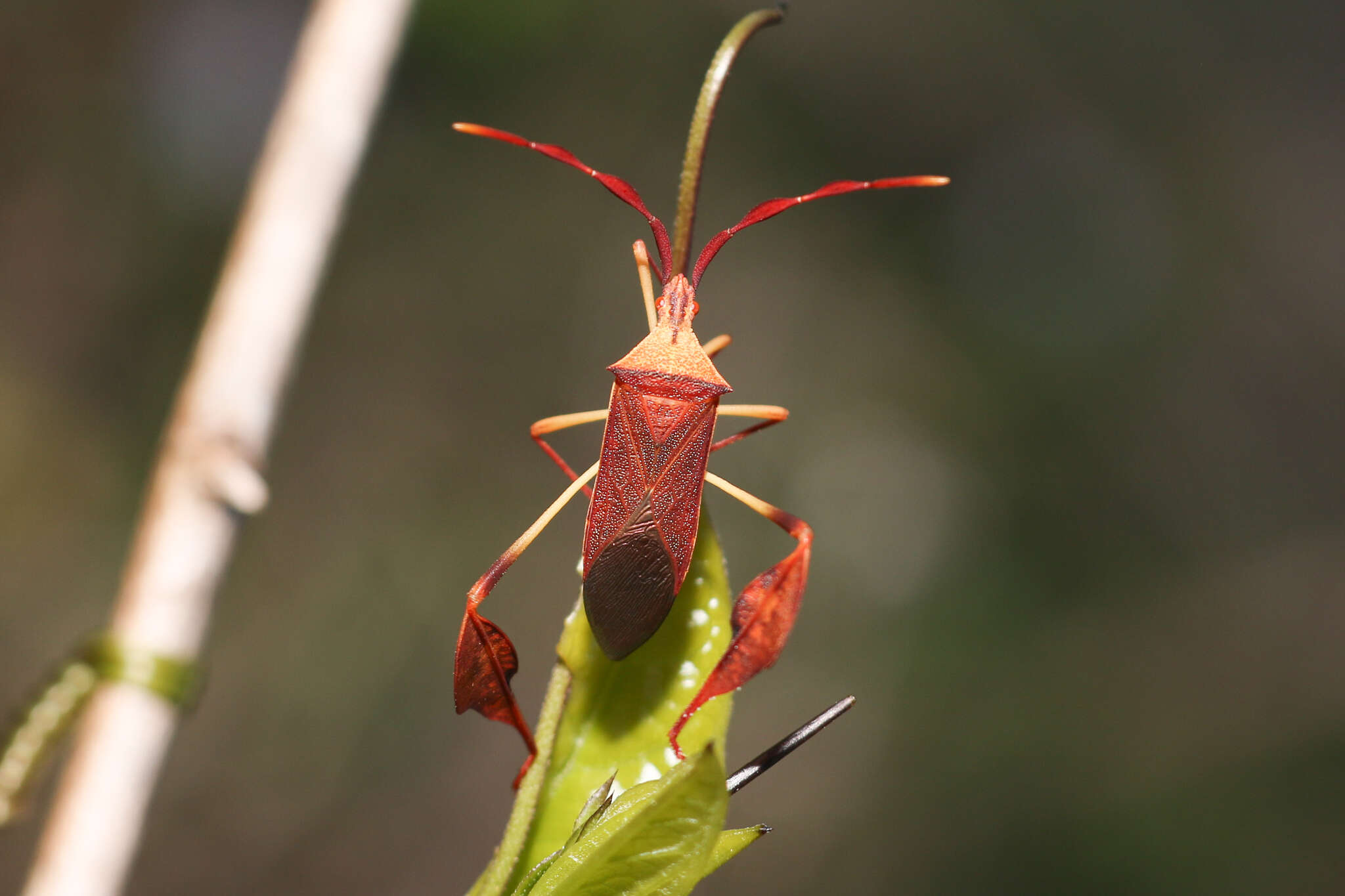 صورة Chondrocera laticornis Laporte 1832