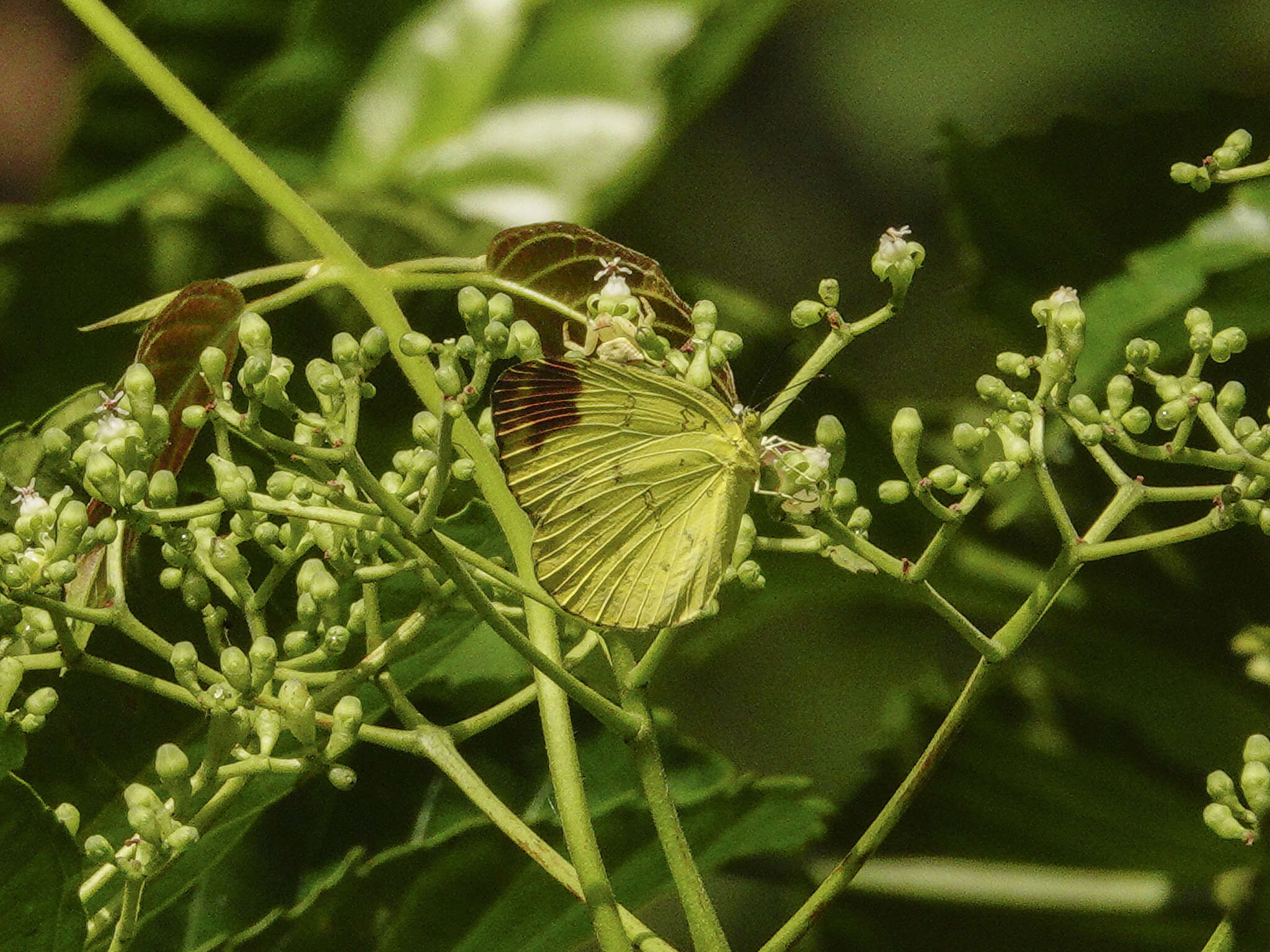 Image of Eurema simulatrix (Staudinger 1891)