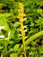 Image of Orobanche flava Mart.