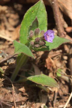 Image of Lungwort