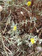 Image of Helianthemum stipulatum (Forsk.) C. Chr.