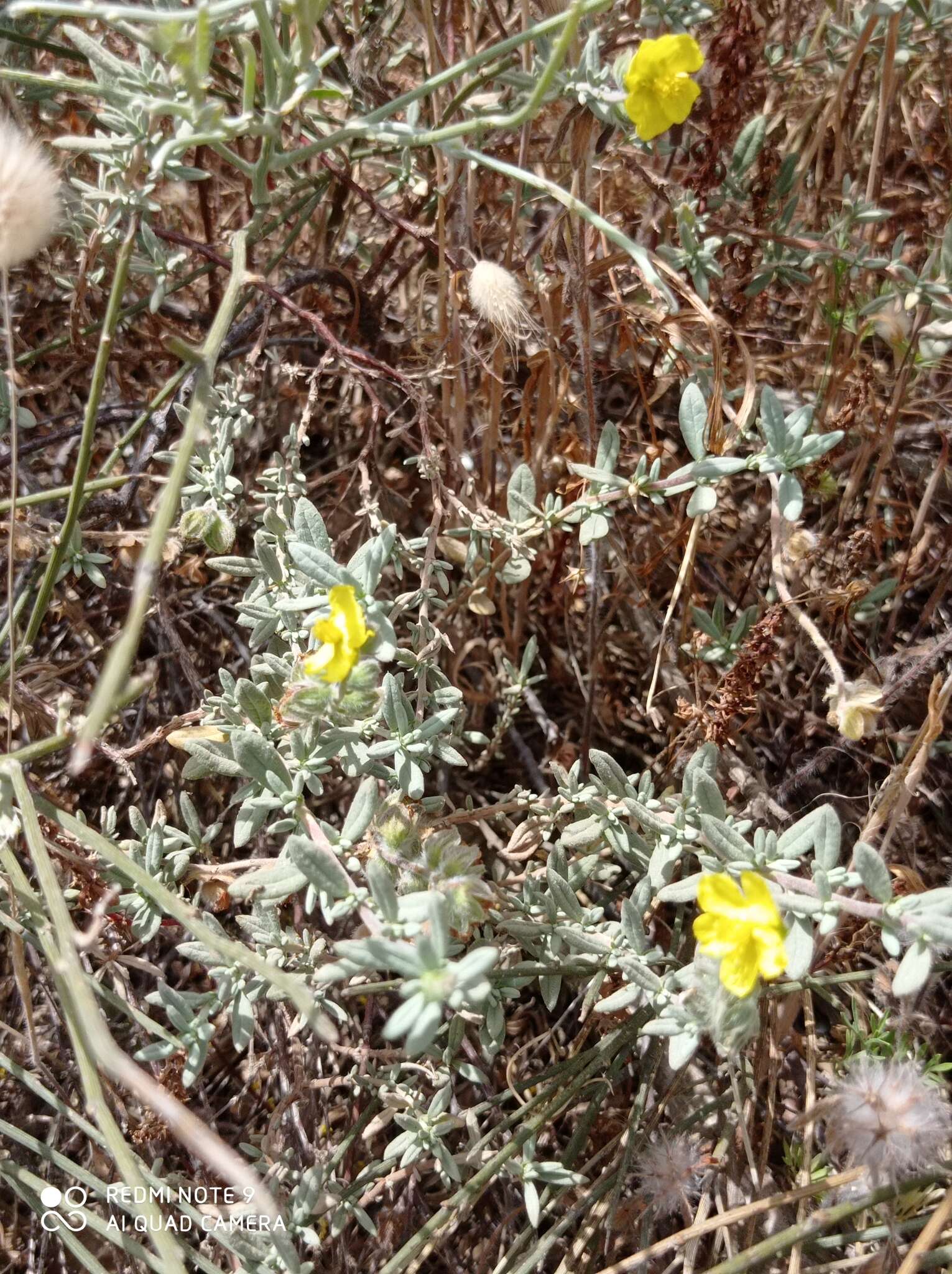 Image of Helianthemum stipulatum (Forsk.) C. Chr.