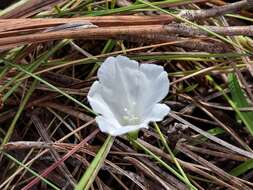 Image of coastal plain dawnflower