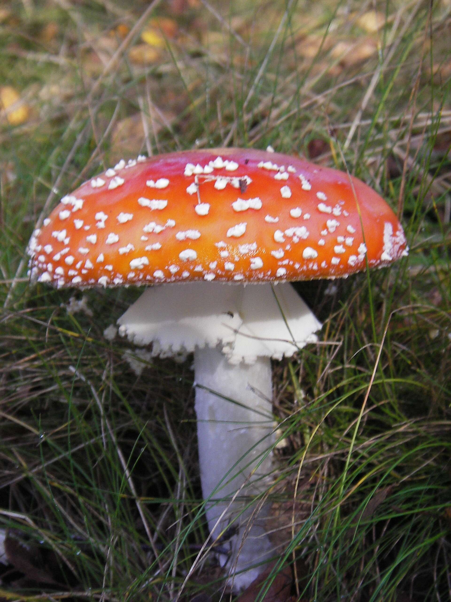 Image of Fly agaric