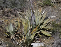 Sivun Agave sebastiana Greene kuva