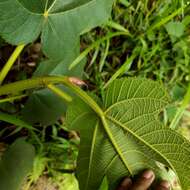 Image of Ficus fulva Reinw. ex Bl.