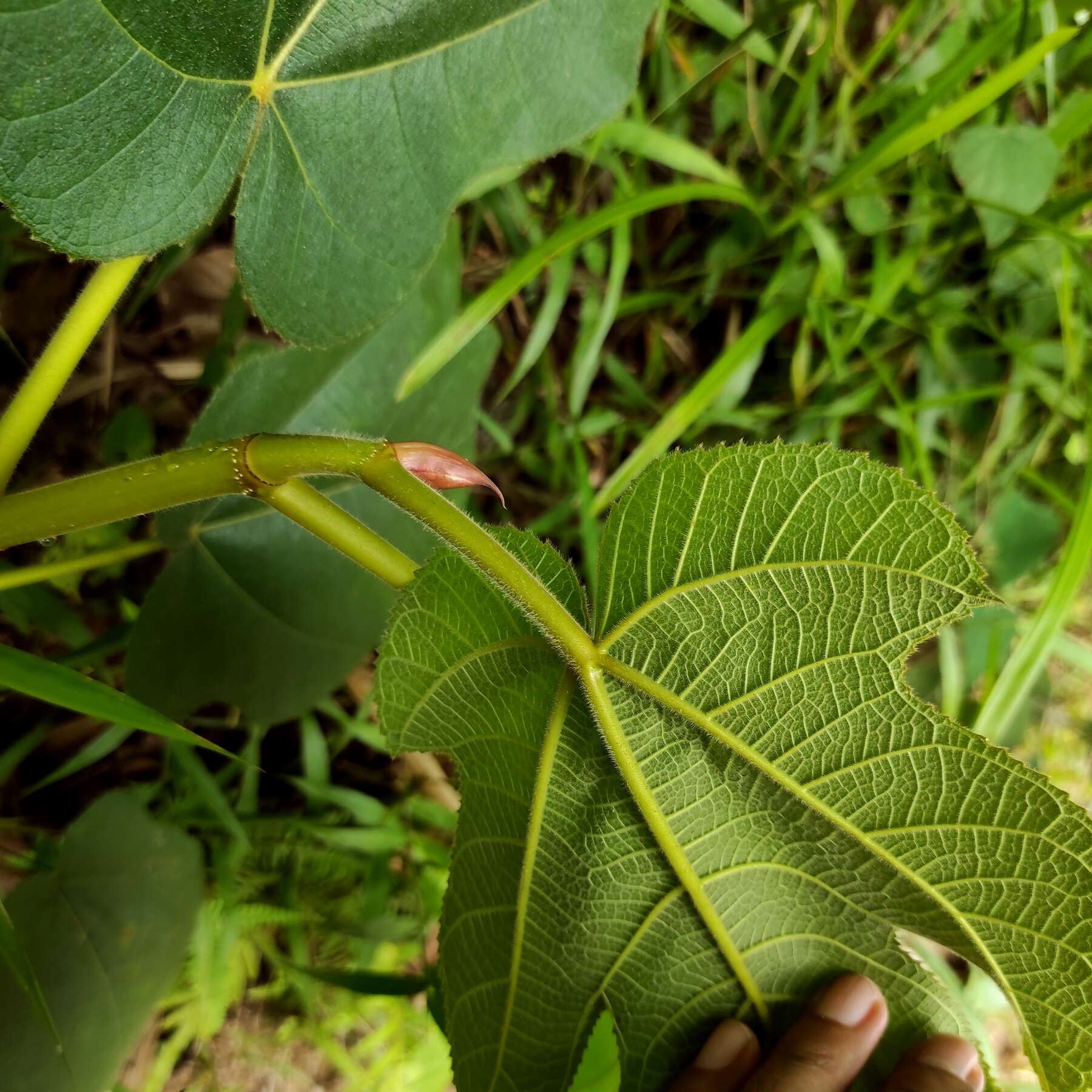 Image of Ficus fulva Reinw. ex Bl.