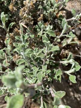 Image of Helichrysum lepidissimum S. Moore